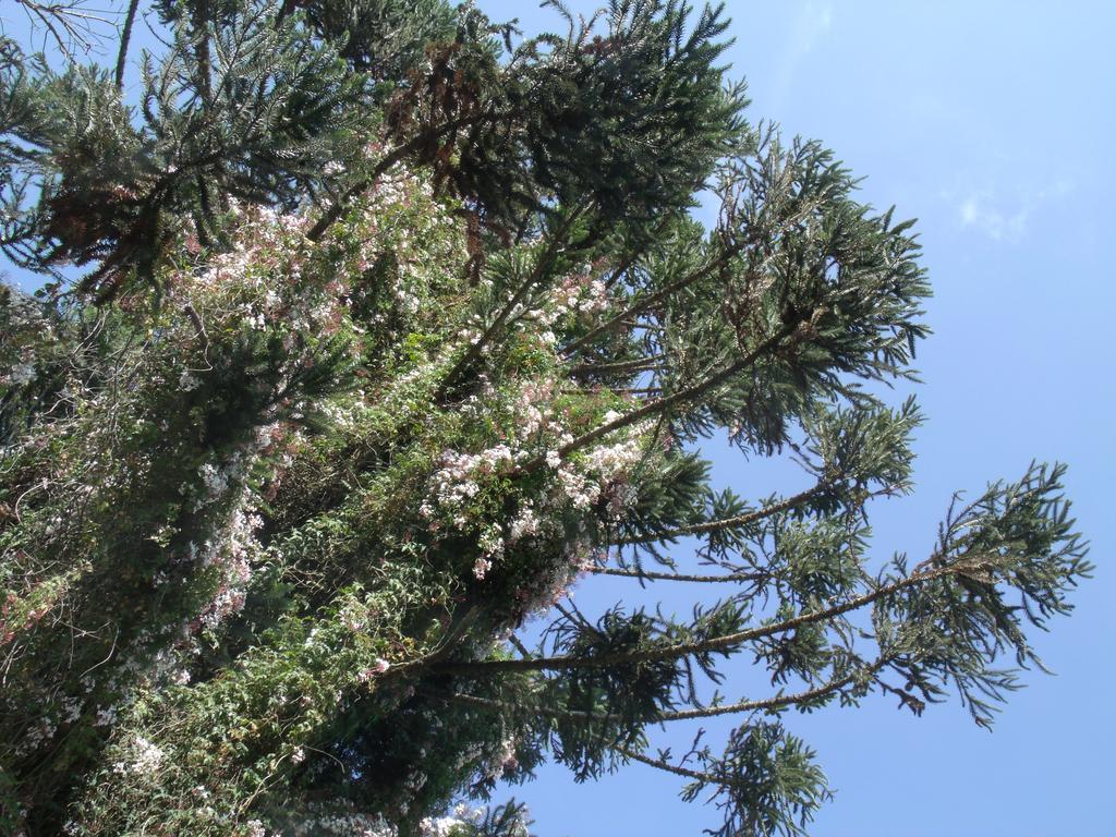 Hosteria Pascana 산살바도르 드 쥬쥬이 외부 사진
